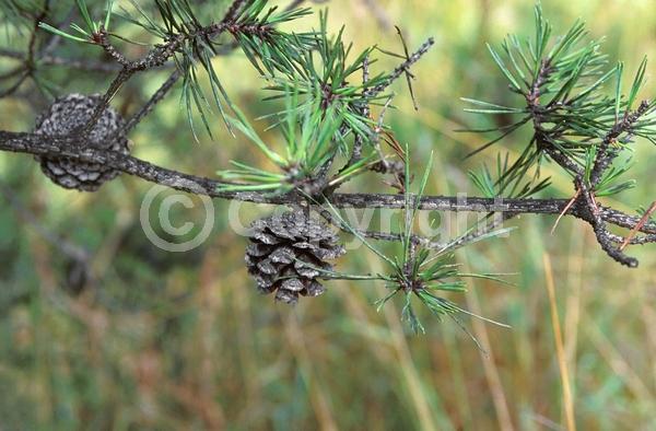 Yellow blooms; Evergreen; Needles or needle-like leaf; North American Native