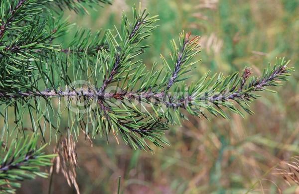 Yellow blooms; Evergreen; Needles or needle-like leaf; North American Native