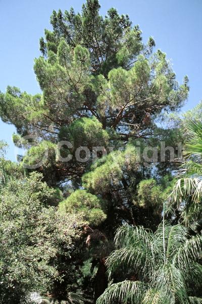 Yellow blooms; Evergreen; Needles or needle-like leaf