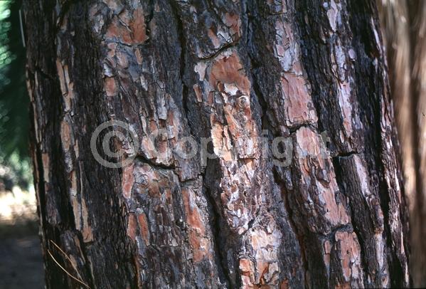 Yellow blooms; Evergreen; Needles or needle-like leaf