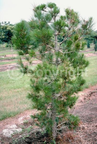 Yellow blooms; Evergreen; Needles or needle-like leaf
