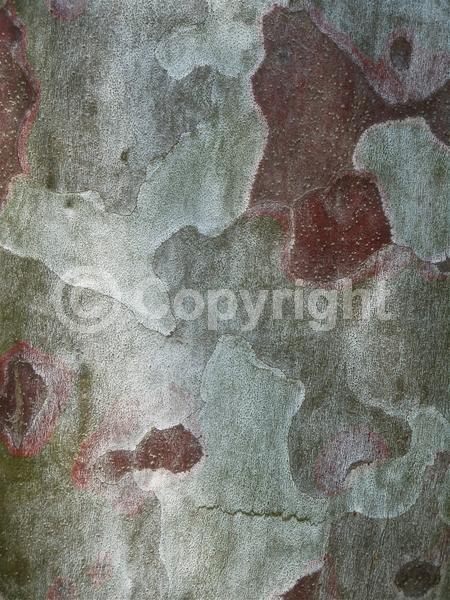 Yellow blooms; Evergreen; Needles or needle-like leaf