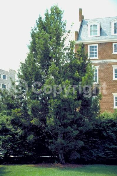 Yellow blooms; Evergreen; Needles or needle-like leaf