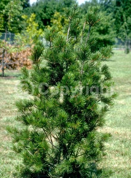 Yellow blooms; Evergreen; Needles or needle-like leaf
