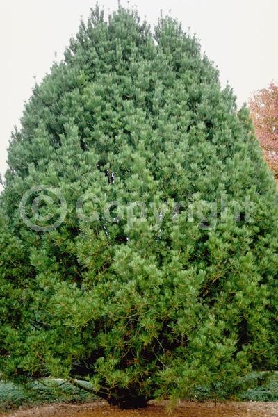 Yellow blooms; Evergreen; Needles or needle-like leaf