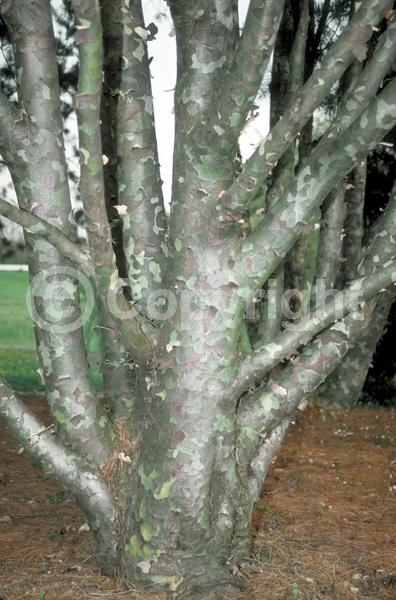 Yellow blooms; Evergreen; Needles or needle-like leaf