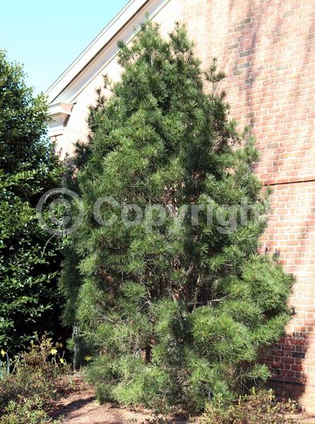Yellow blooms; Evergreen; Needles or needle-like leaf