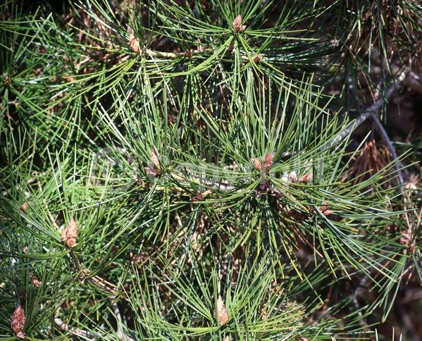 Yellow blooms; Evergreen; Needles or needle-like leaf
