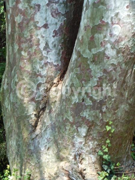 Yellow blooms; Evergreen; Needles or needle-like leaf