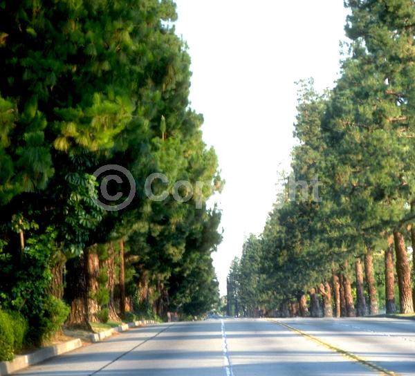 Yellow blooms; Evergreen; Needles or needle-like leaf