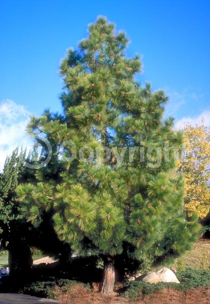 Yellow blooms; Evergreen; Needles or needle-like leaf