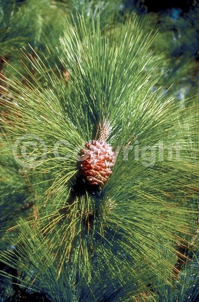 Yellow blooms; Evergreen; Needles or needle-like leaf
