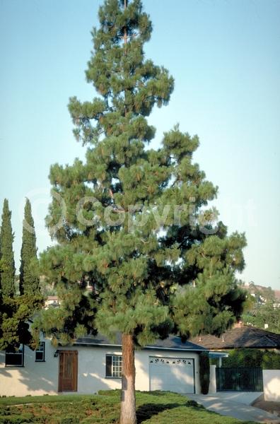Yellow blooms; Evergreen; Needles or needle-like leaf