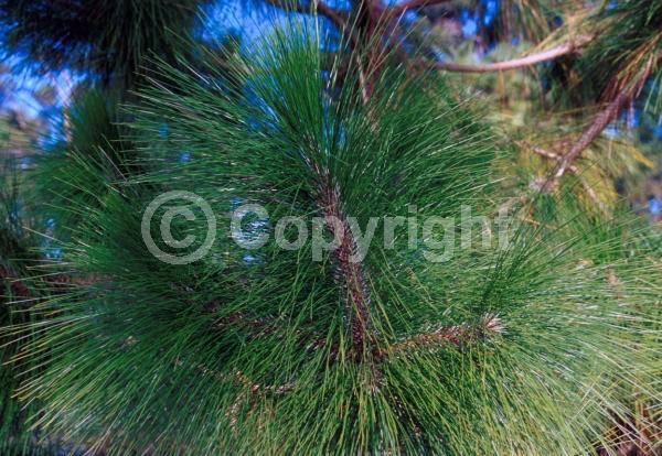 Yellow blooms; Evergreen; Needles or needle-like leaf
