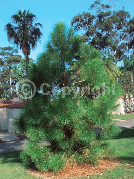 Yellow blooms; Evergreen; Needles or needle-like leaf