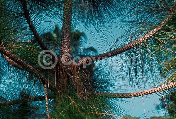 Yellow blooms; Evergreen; Needles or needle-like leaf