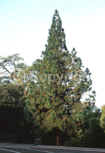 Yellow blooms; Evergreen; Needles or needle-like leaf