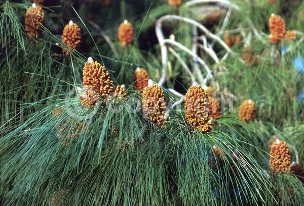 Yellow blooms; Evergreen; Needles or needle-like leaf