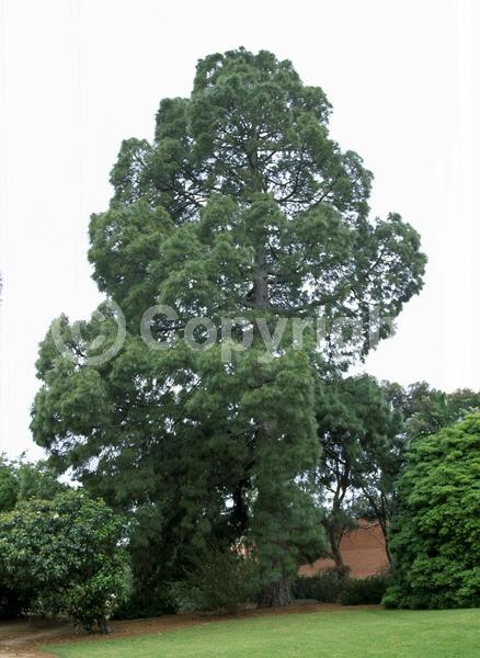 Yellow blooms; Evergreen; Needles or needle-like leaf