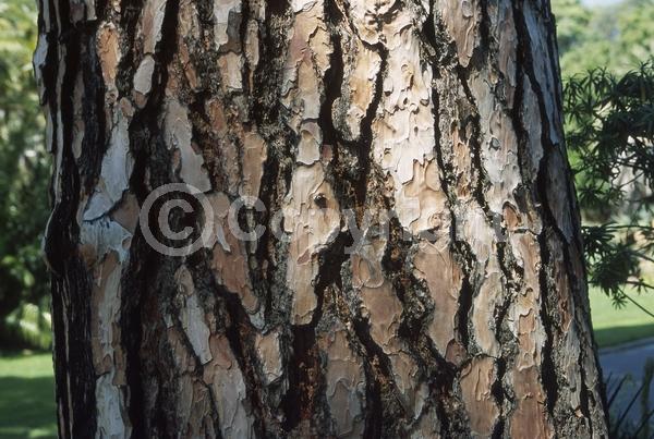 Yellow blooms; Evergreen; Needles or needle-like leaf