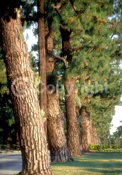Yellow blooms; Evergreen; Needles or needle-like leaf