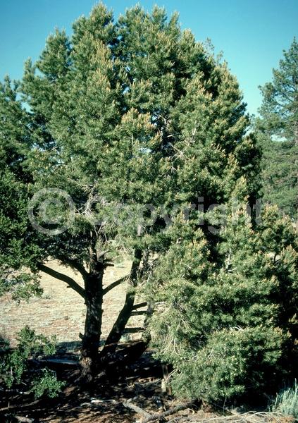 Red blooms; Yellow blooms; Evergreen; Needles or needle-like leaf; North American Native