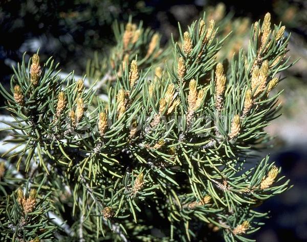 Red blooms; Yellow blooms; Evergreen; Needles or needle-like leaf; North American Native