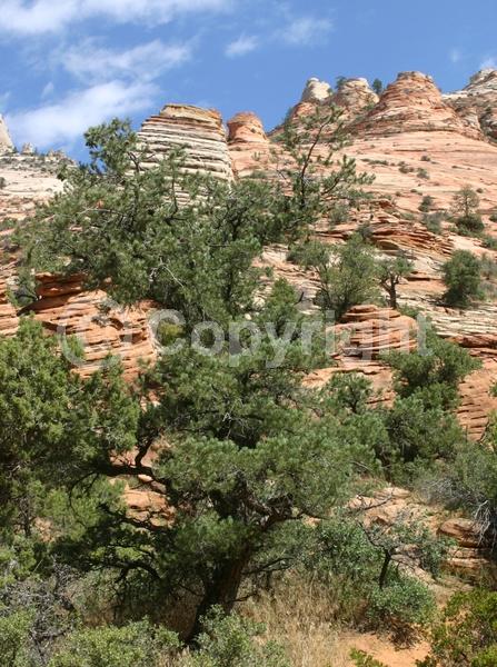 Red blooms; Yellow blooms; Evergreen; Needles or needle-like leaf; North American Native