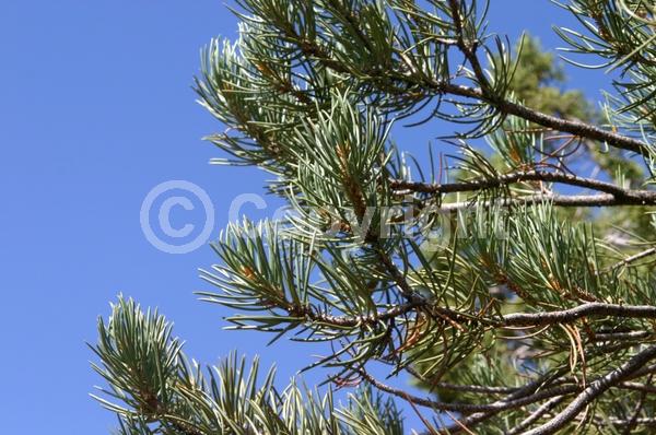 Red blooms; Yellow blooms; Evergreen; Needles or needle-like leaf; North American Native