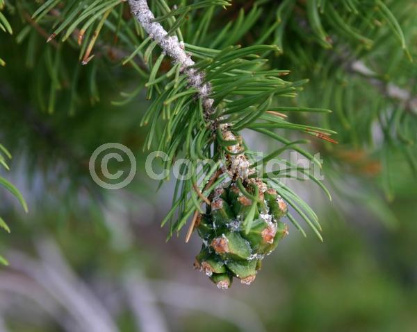 Red blooms; Yellow blooms; Evergreen; Needles or needle-like leaf; North American Native