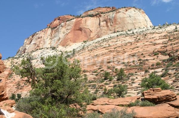 Red blooms; Yellow blooms; Evergreen; Needles or needle-like leaf; North American Native