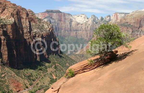 Red blooms; Yellow blooms; Evergreen; Needles or needle-like leaf; North American Native