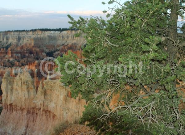 Red blooms; Yellow blooms; Evergreen; Needles or needle-like leaf; North American Native
