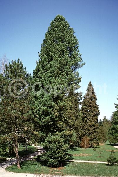 Red blooms; Yellow blooms; Purple blooms; Evergreen; Needles or needle-like leaf