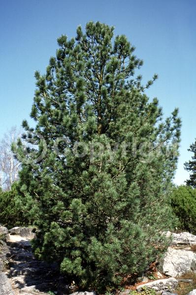 Red blooms; Yellow blooms; Purple blooms; Evergreen; Needles or needle-like leaf