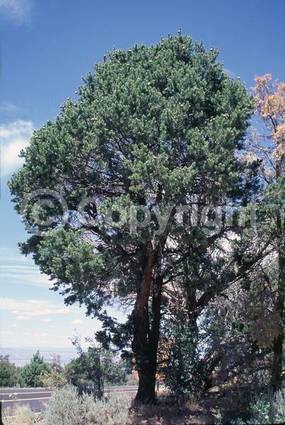 Red blooms; Yellow blooms; Evergreen; Needles or needle-like leaf; North American Native