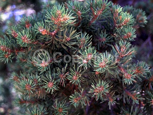 Red blooms; Yellow blooms; Evergreen; Needles or needle-like leaf; North American Native