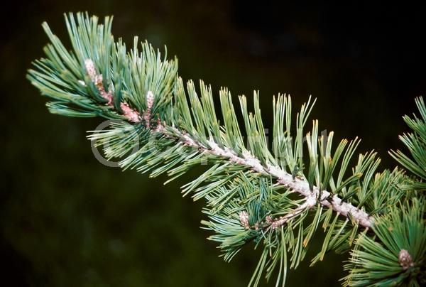 Red blooms; Yellow blooms; Purple blooms; Evergreen; Needles or needle-like leaf
