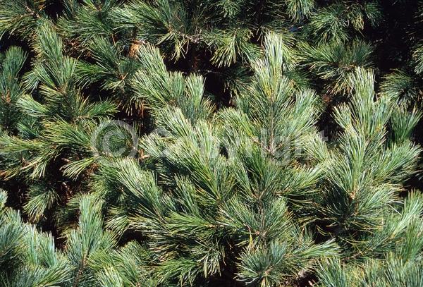 Red blooms; Yellow blooms; Purple blooms; Evergreen; Needles or needle-like leaf