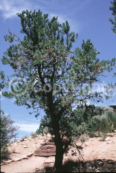 Red blooms; Yellow blooms; Evergreen; Needles or needle-like leaf; North American Native