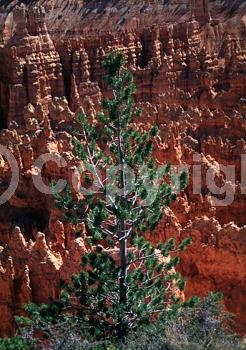 Red blooms; Yellow blooms; Evergreen; Needles or needle-like leaf; North American Native