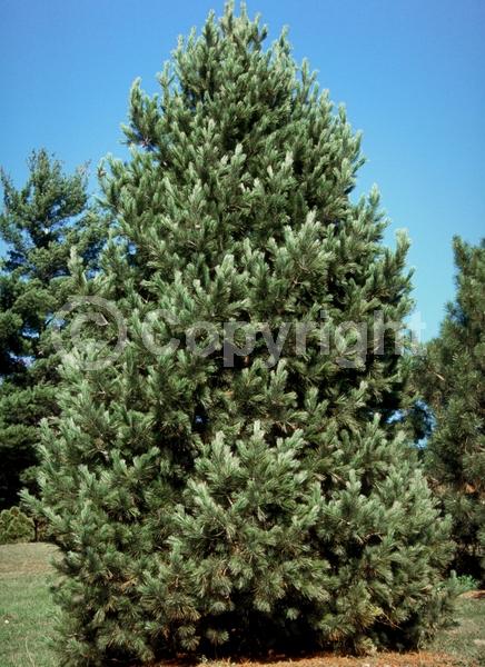 Red blooms; Yellow blooms; Purple blooms; Evergreen; Needles or needle-like leaf