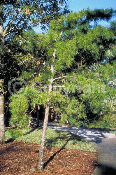 Yellow blooms; Evergreen; Needles or needle-like leaf; North American Native