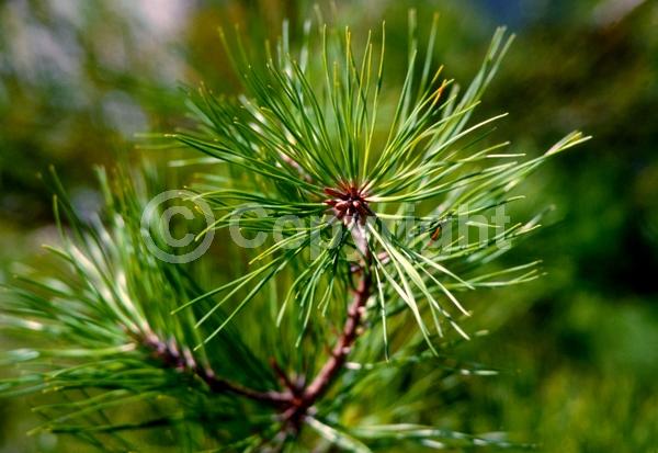 Yellow blooms; Evergreen; Needles or needle-like leaf; North American Native