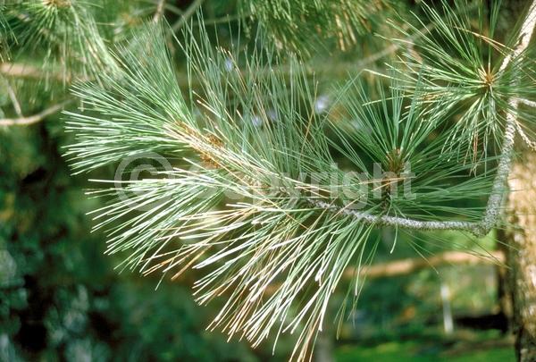 Yellow blooms; Evergreen; Needles or needle-like leaf; North American Native