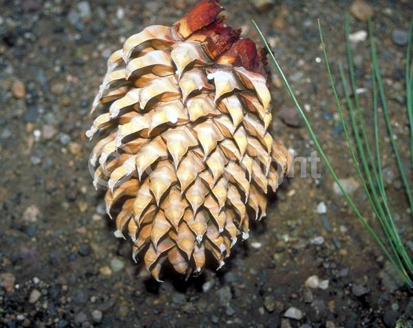 Yellow blooms; Evergreen; Needles or needle-like leaf; North American Native