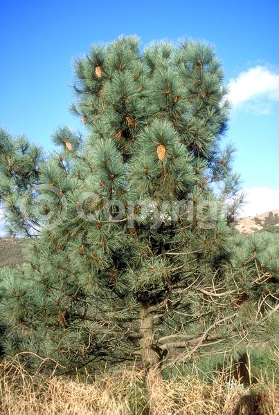 Yellow blooms; Evergreen; Needles or needle-like leaf; North American Native