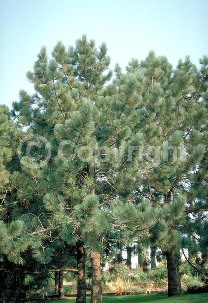 Yellow blooms; Evergreen; Needles or needle-like leaf; North American Native
