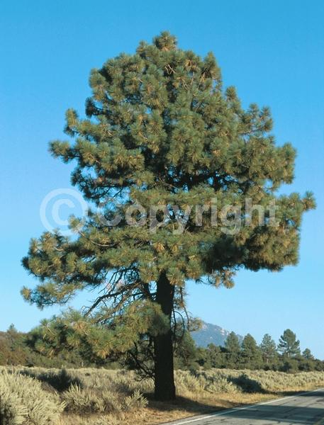 Yellow blooms; Evergreen; Needles or needle-like leaf; North American Native