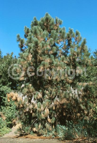 Yellow blooms; Evergreen; Needles or needle-like leaf; North American Native